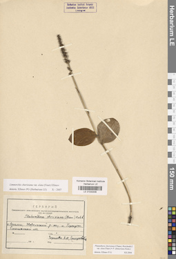LE 01033308