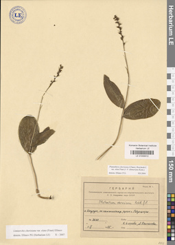 LE 01033312