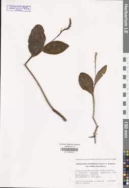 LE 01033318