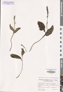 LE 01033330