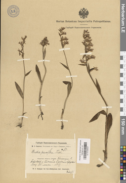 LE 01034407