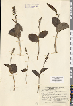 LE 01037681