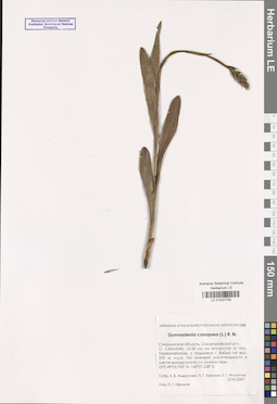 LE 01037705