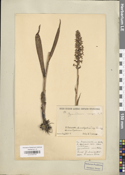 LE 01037707