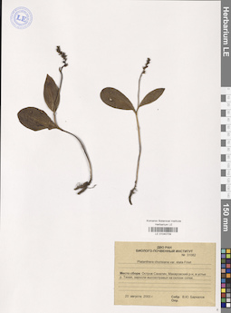 LE 01040709