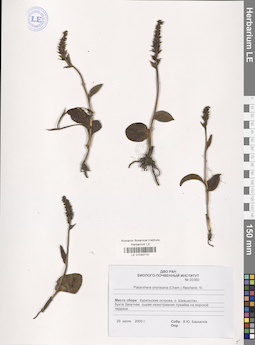 LE 01040710