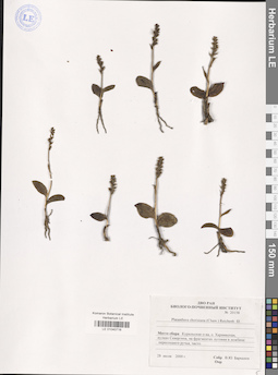 LE 01040716