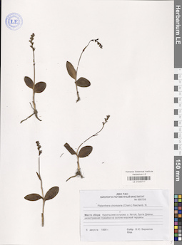 LE 01040717