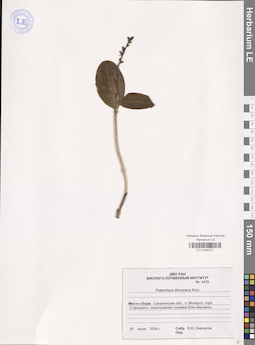 LE 01040721