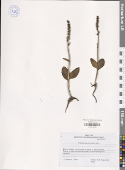 LE 01040730