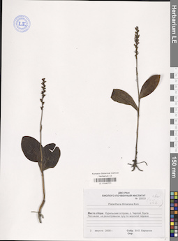 LE 01040731