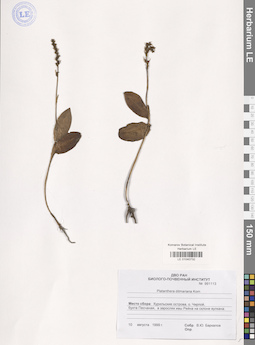 LE 01040732