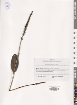 LE 01040736
