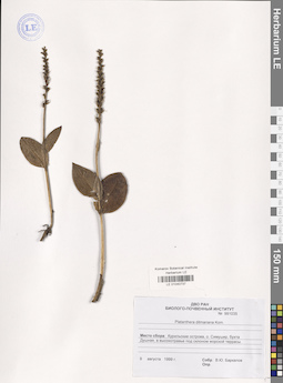 LE 01040737