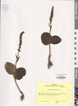 LE 01040738