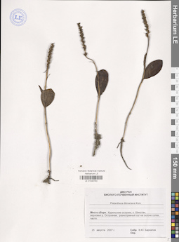 LE 01040740