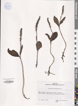 LE 01040741