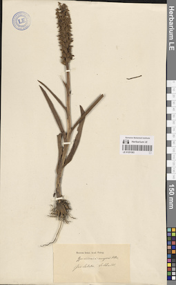 LE 01251503