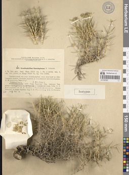 LE 01261827