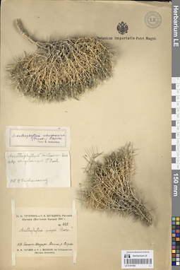 LE 01261854