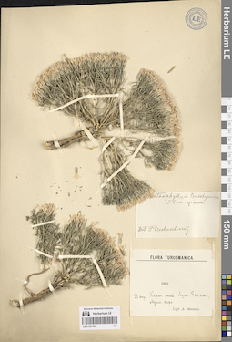 LE 01261868
