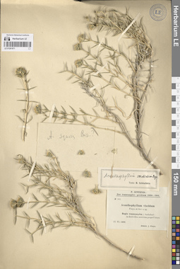 LE 01261871