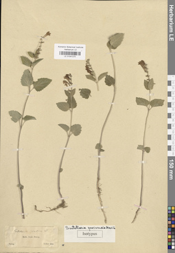 LE 01041270