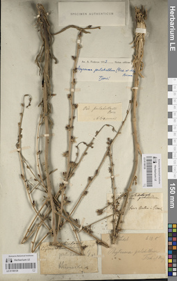 LE 01190130
