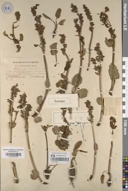 LE 01013175