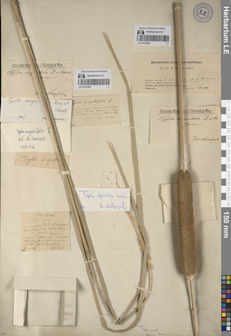 LE 01070384