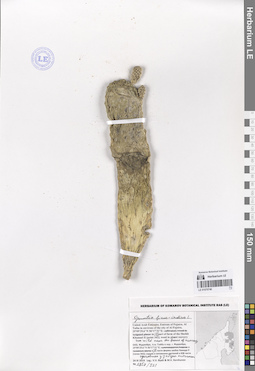 LE 01070740
