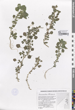 LE 01070741