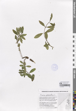 LE 01070742