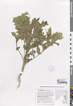 LE 01070744