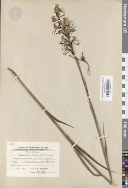 LE 01033709