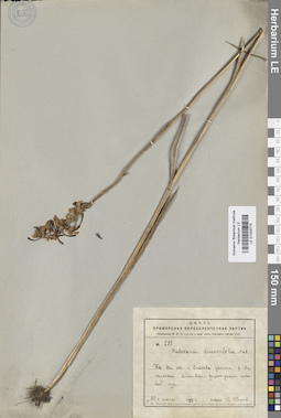 LE 01033715
