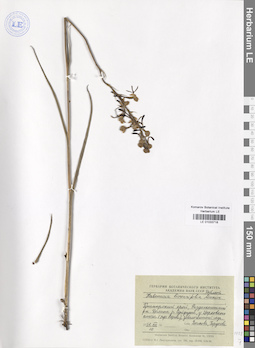 LE 01033718