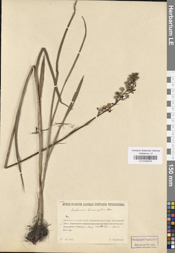 LE 01033724