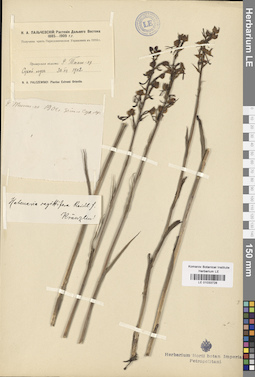 LE 01033728