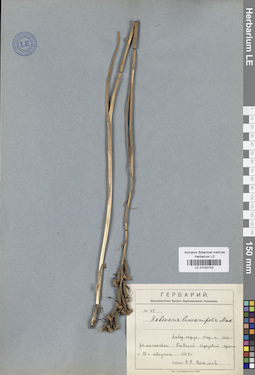 LE 01033743