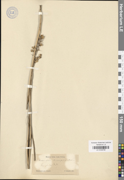 LE 01033746