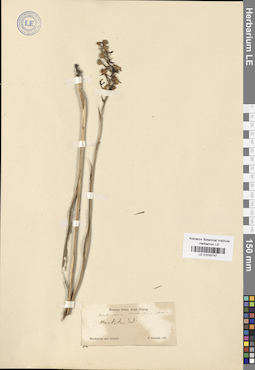 LE 01033747