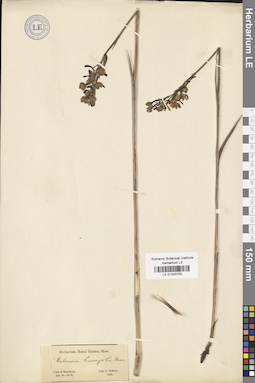 LE 01033753