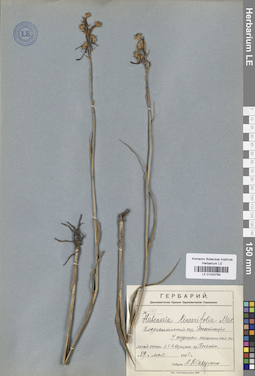 LE 01033764