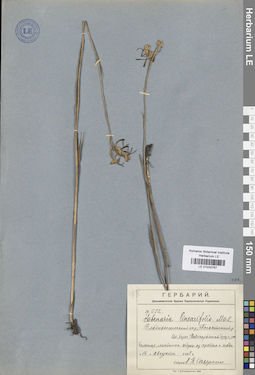 LE 01033767