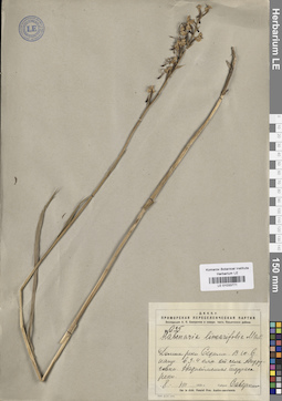 LE 01033771