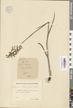 LE 01033776