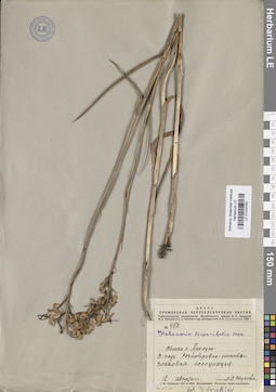 LE 01033783
