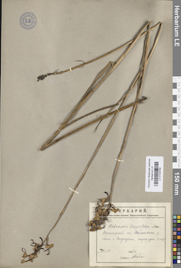 LE 01033784