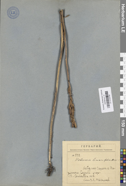 LE 01033785